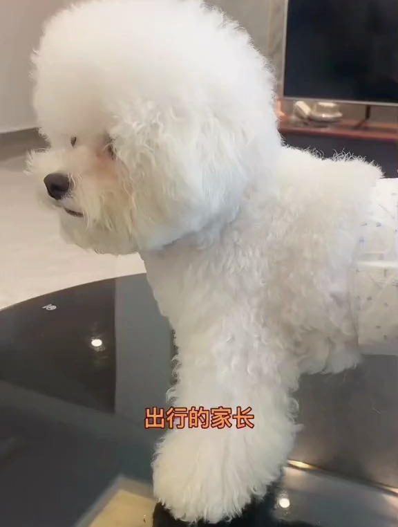 宠物好物:带狗子出行尿不湿可以给毛孩子安排上了!