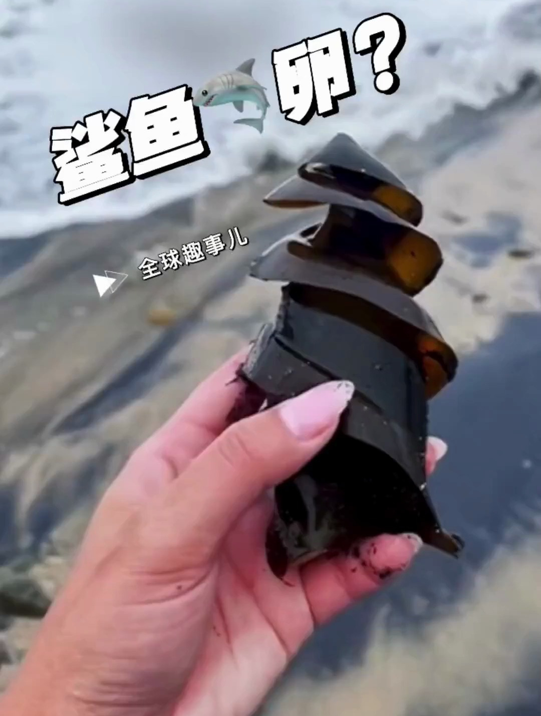 海洋霸主鲨鱼的卵,原来长这样!