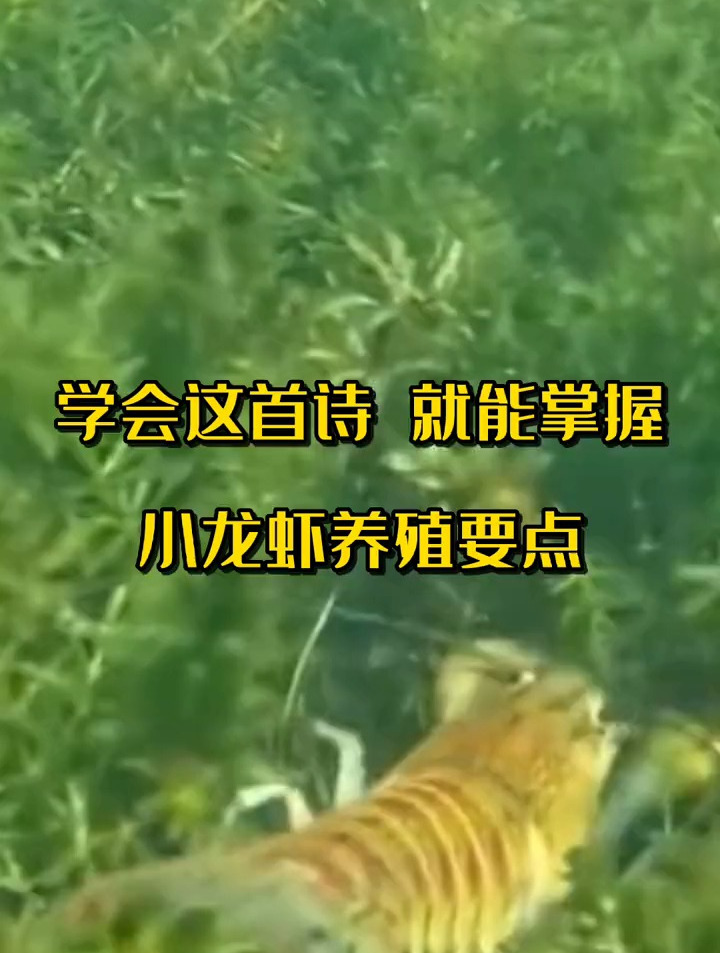 小龙虾养殖要点就在这首诗里