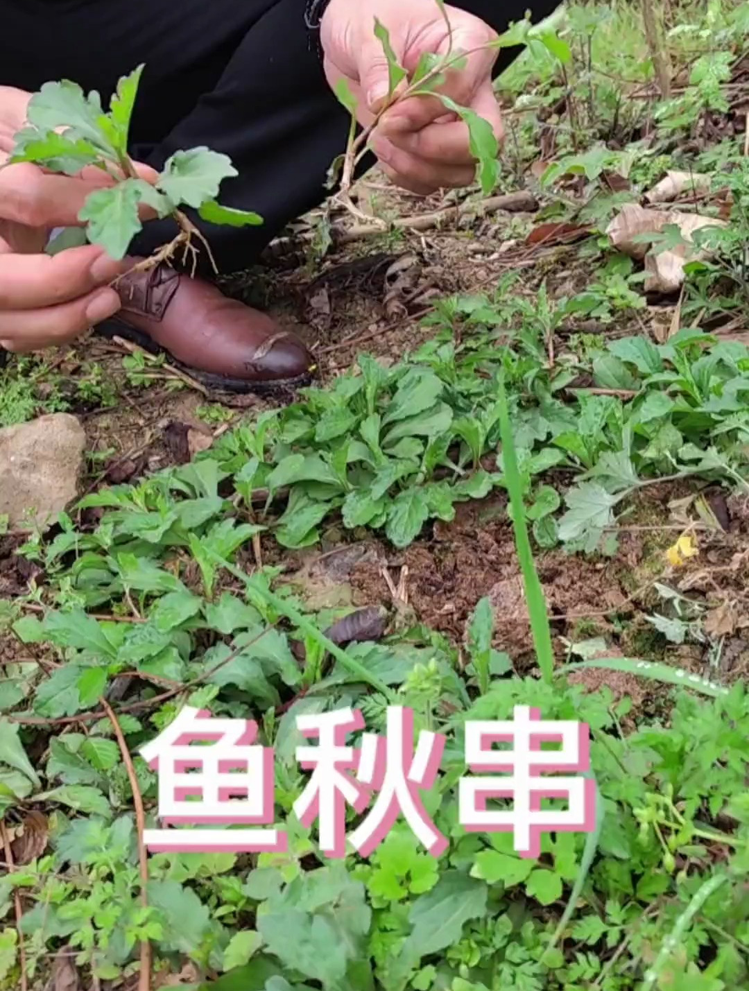 鱼秋串,鸡儿肠