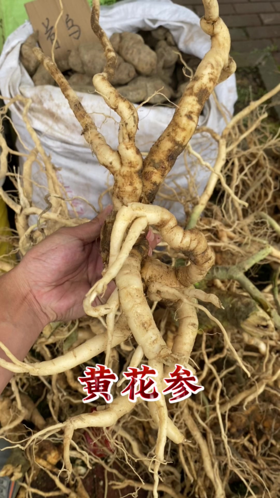 黄花倒水莲也叫“黄花参”,看看你认识吗?