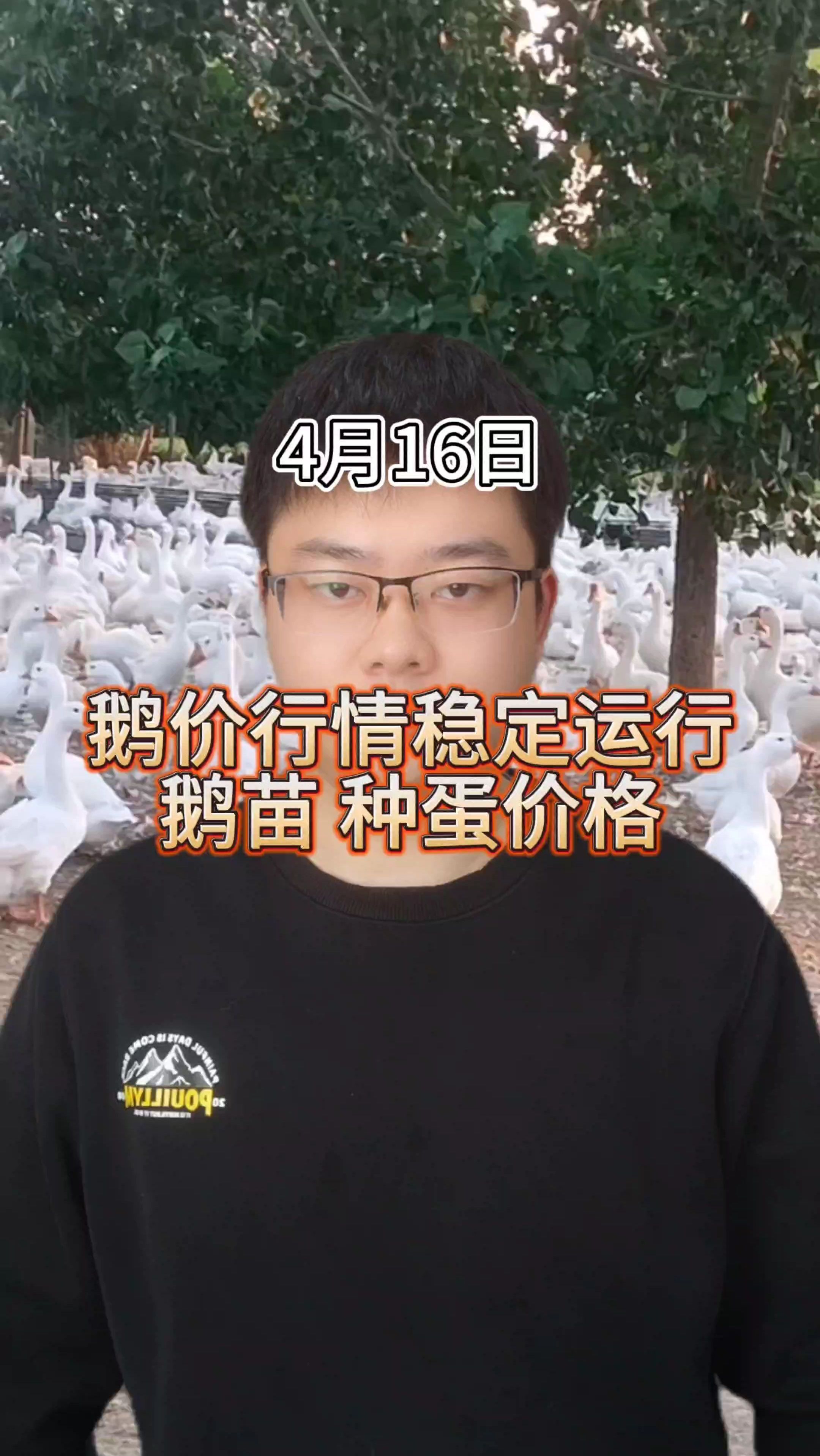 鹅价格行情 鹅价格最新报价 鹅价格是多少一斤 鹅价格能涨吗