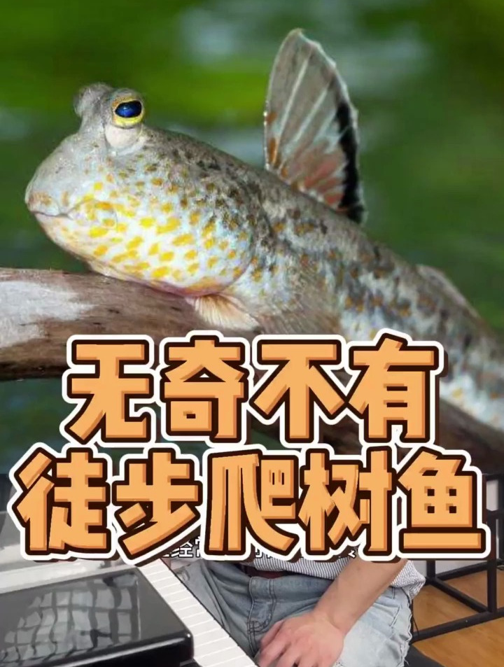 在水面睡觉算什么 还有在路上走路的鱼和爬树的鱼呢