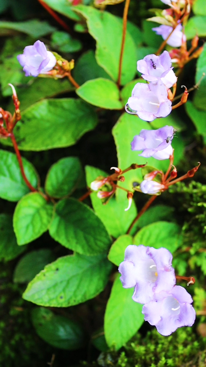 石上莲,又叫软肝草,生在石岩上,药用价值高!