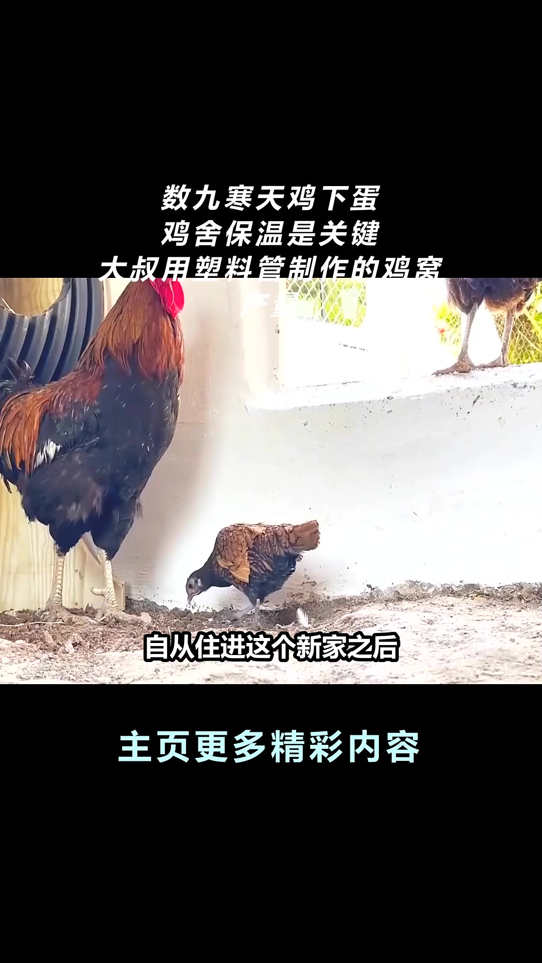 数九寒天鸡下蛋,鸡舍保温是关键,大叔用塑料管制作的鸡窝,产量