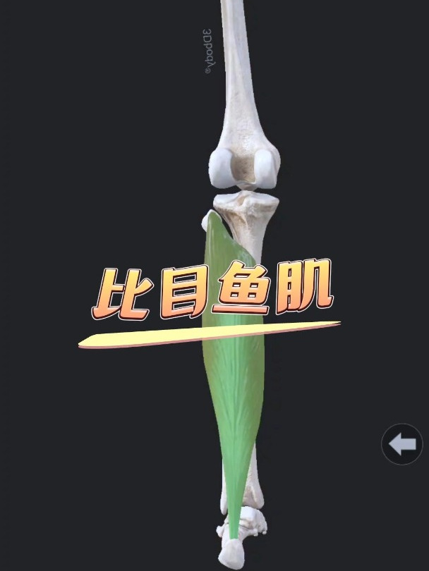 每天学一肌:比目鱼肌