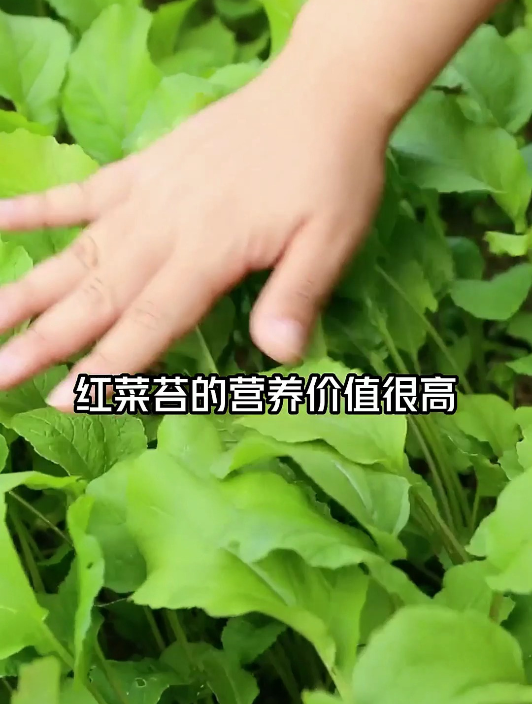红菜苔营养价值很高,只要掌握了这个方法,会越长越茂盛