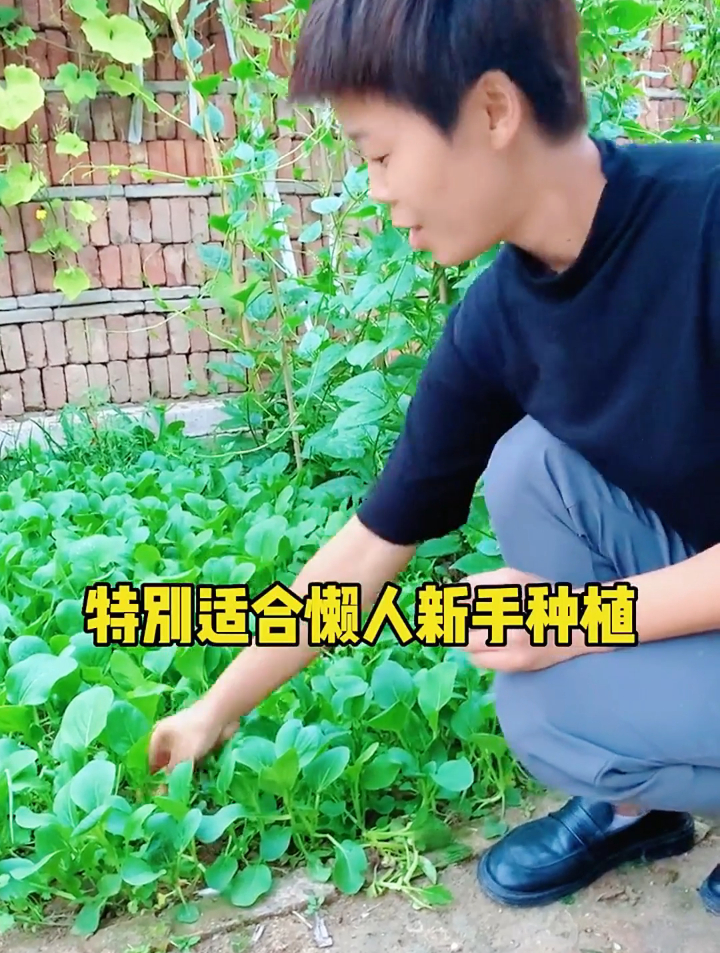 播种十几天就可以采摘的“鸡毛菜”,新鲜脆嫩,最适合阳台栽种