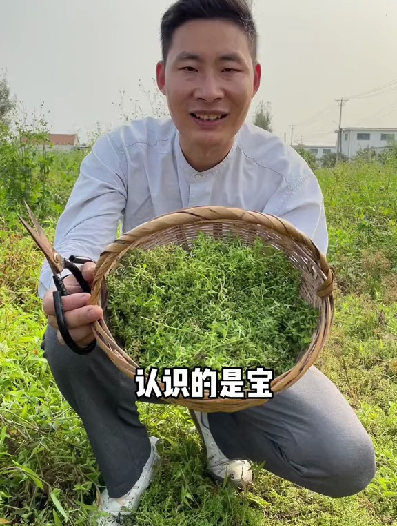 鹅不食草为一年生菊科植物石胡荽的全草,夏秋二季采收