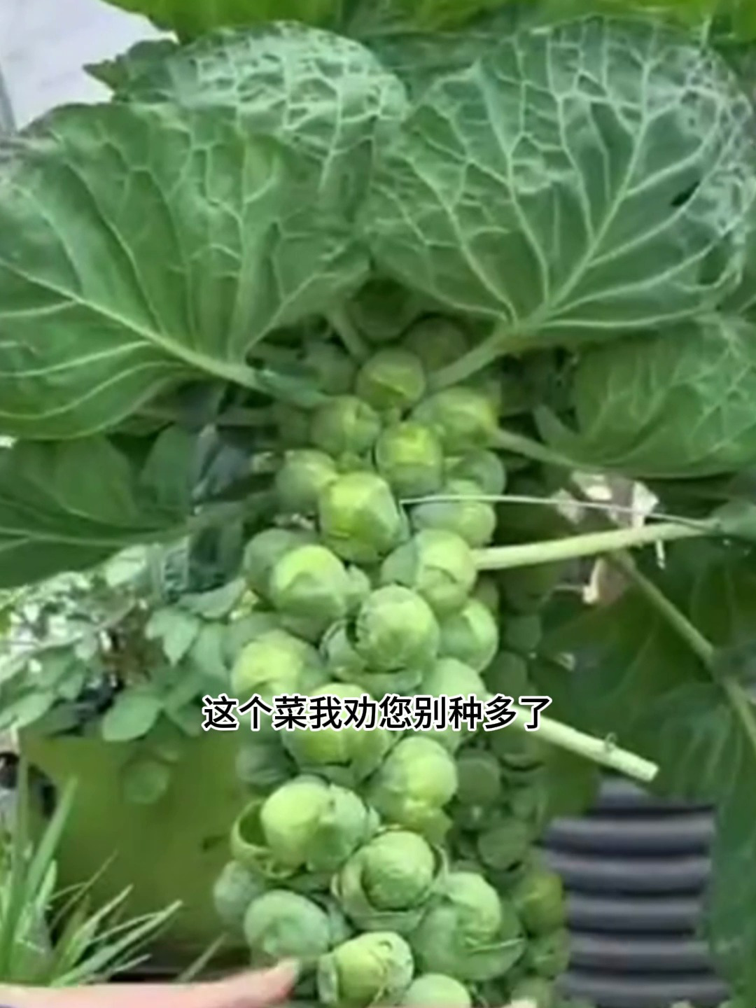 抱子甘蓝,脆嫩爽口,做菜涮火锅都很好吃,营养价值非常高!