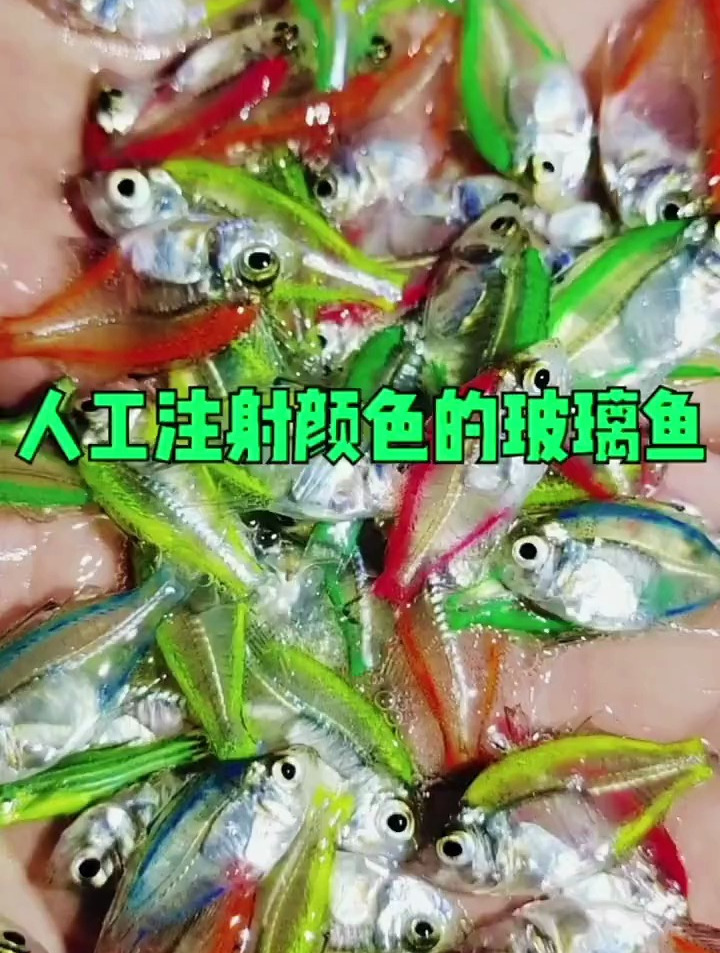简单介绍下七彩玻璃鱼