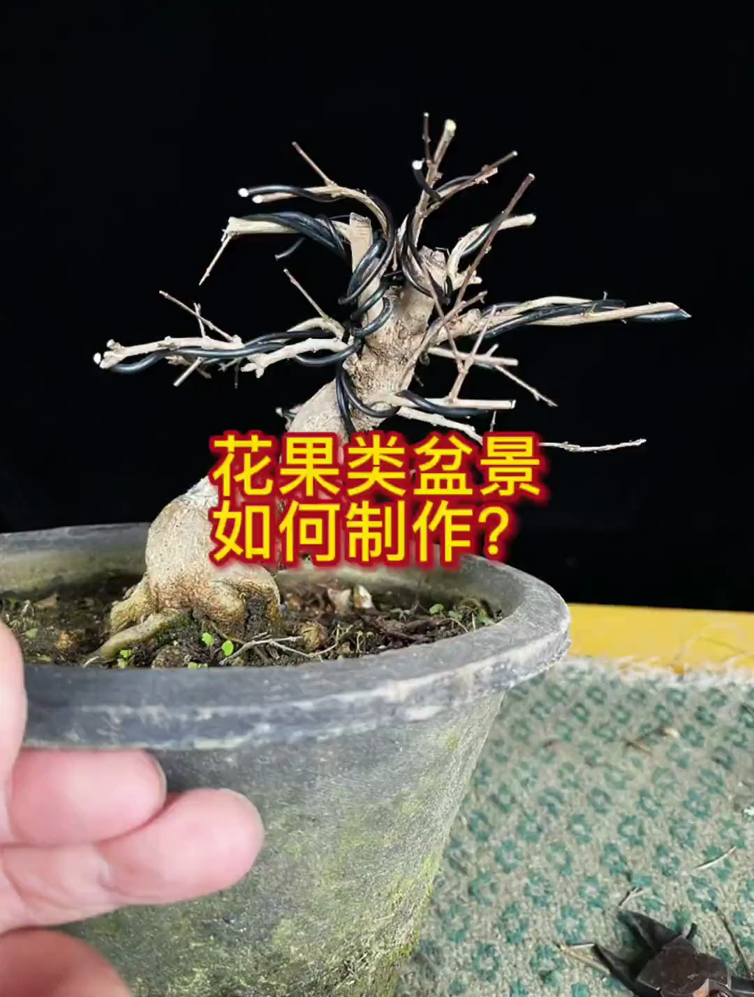 花果类盆景如何造型,制作?石榴盆景造型制作!