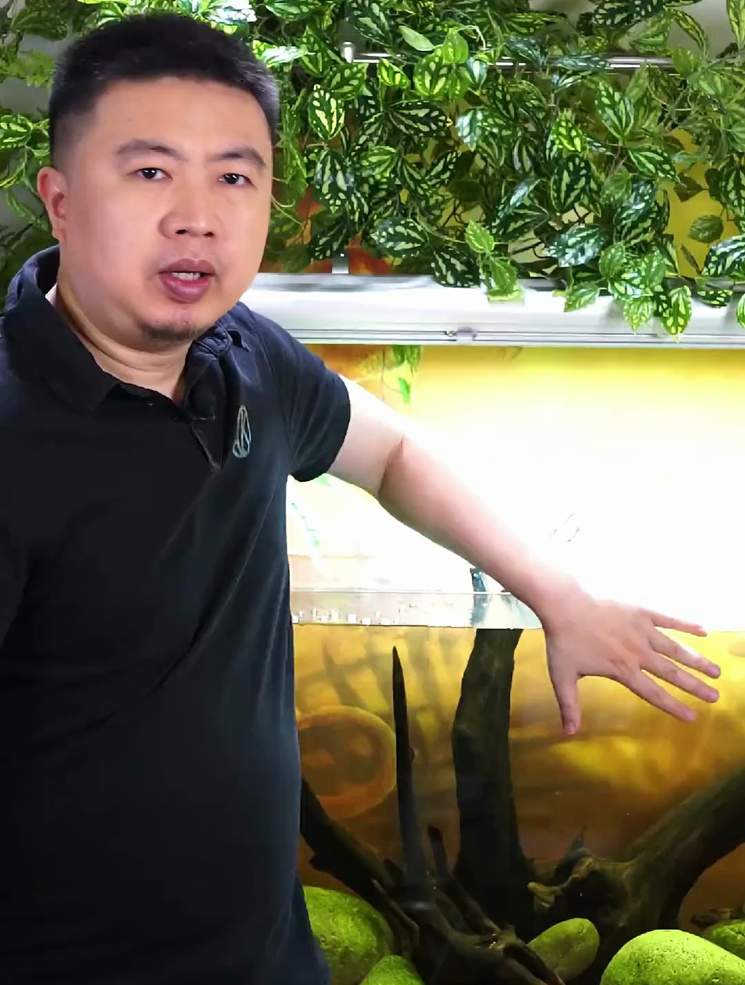 浮法 超白 汽车级 这些名词是什么概念 教你看懂鱼缸玻璃