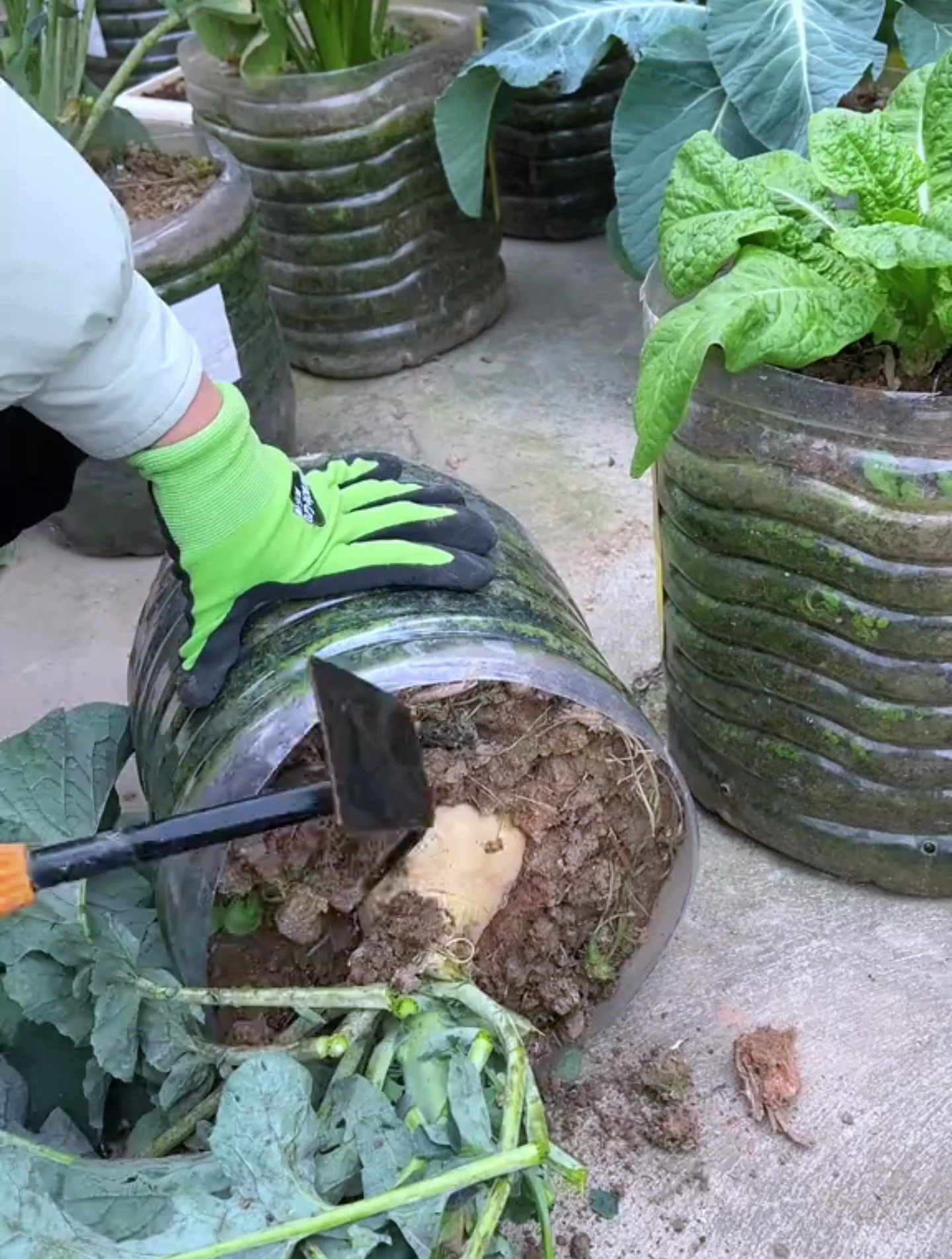一开始以为种的是花菜,没想到长出了大菜头,看着也很开心!