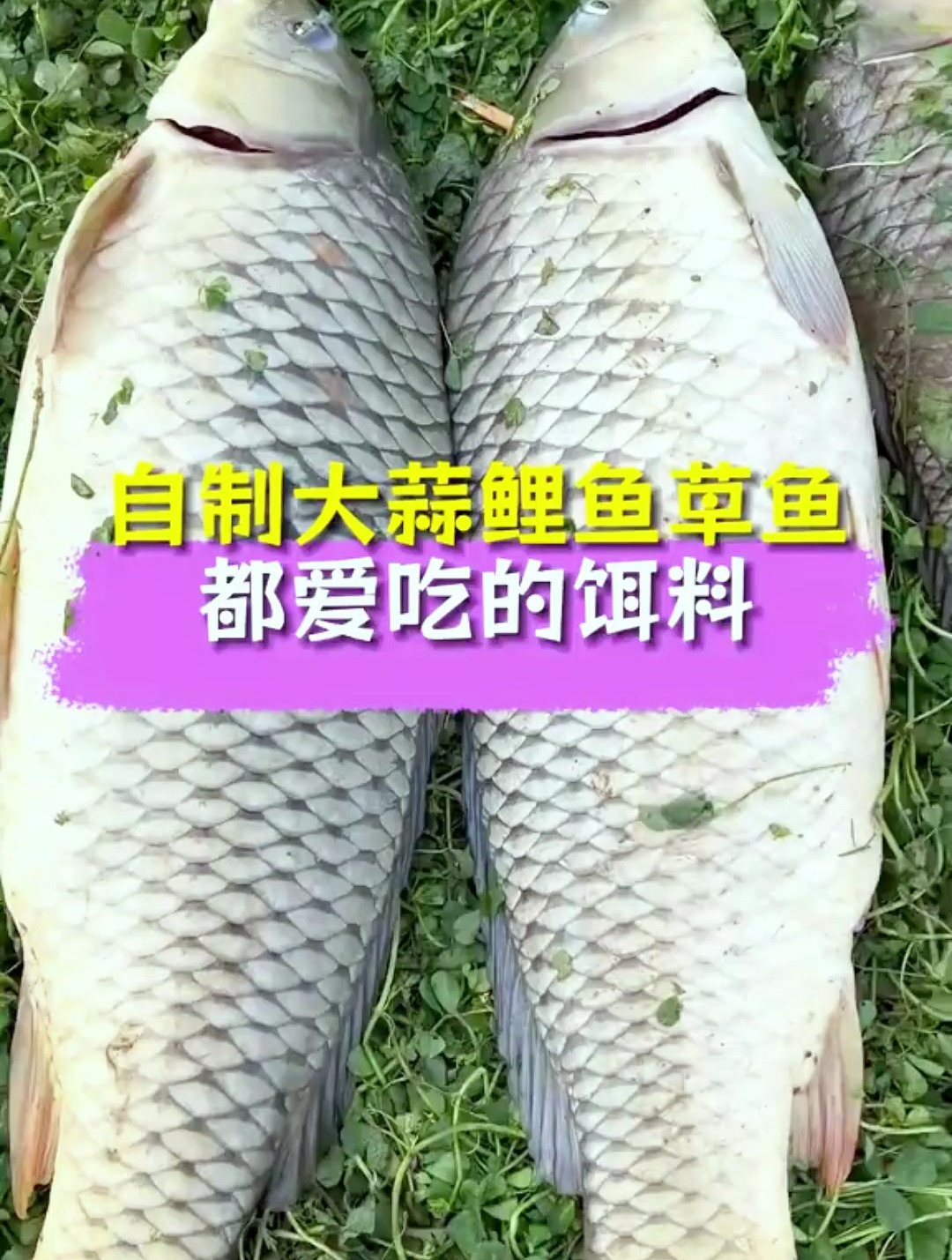 大蒜自制饵料,野钓鲤鱼草鱼小妙招,夏天特别好用