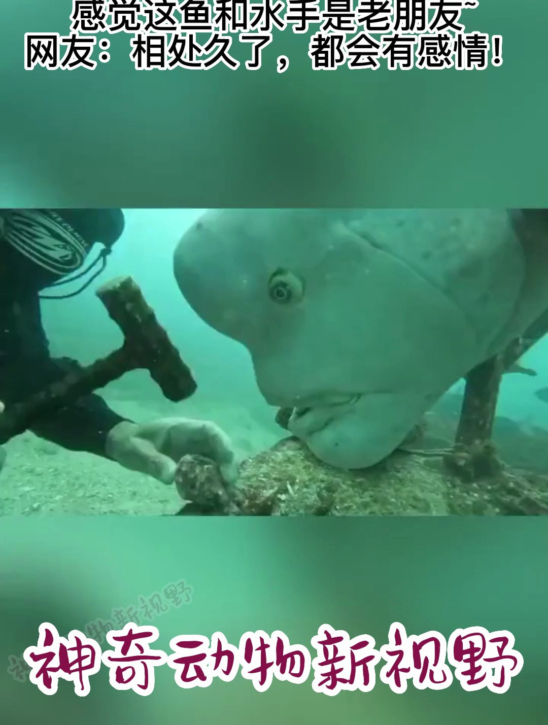 感觉这鱼和水手是老朋友~网友:相处久了,都会有感情!