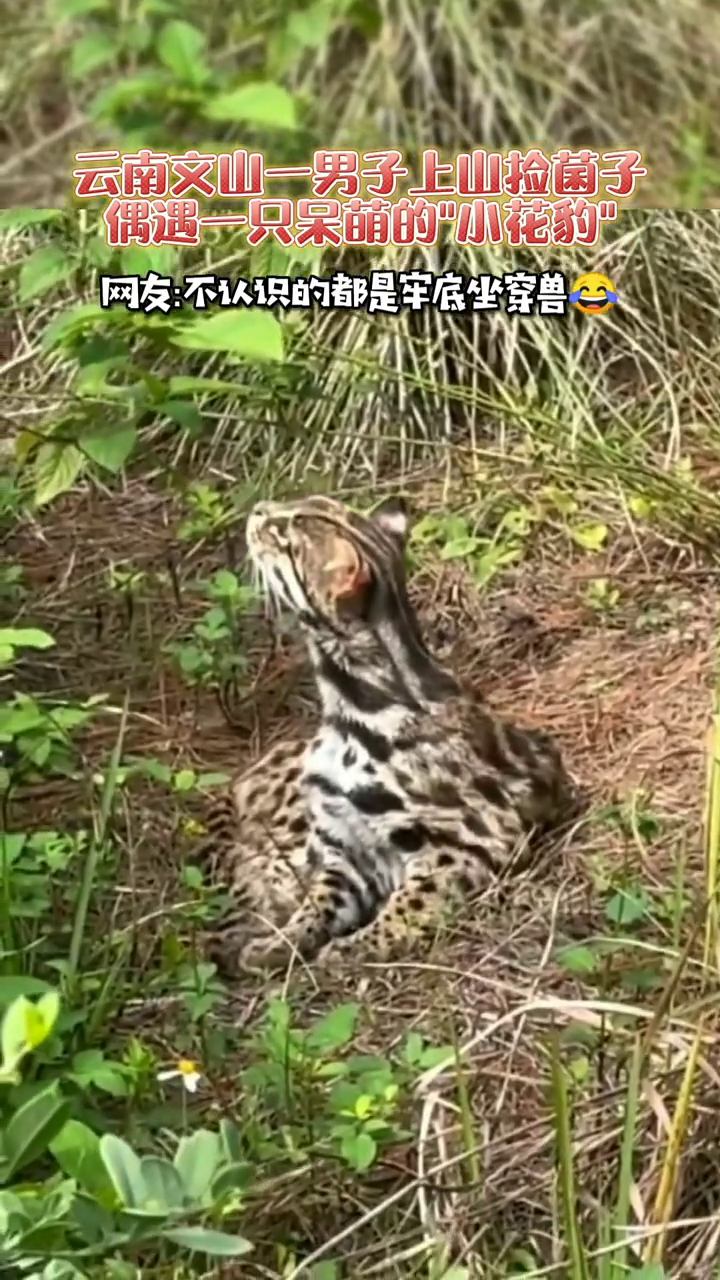 捡菌子遇到国家二级保护动物豹猫是什么体验