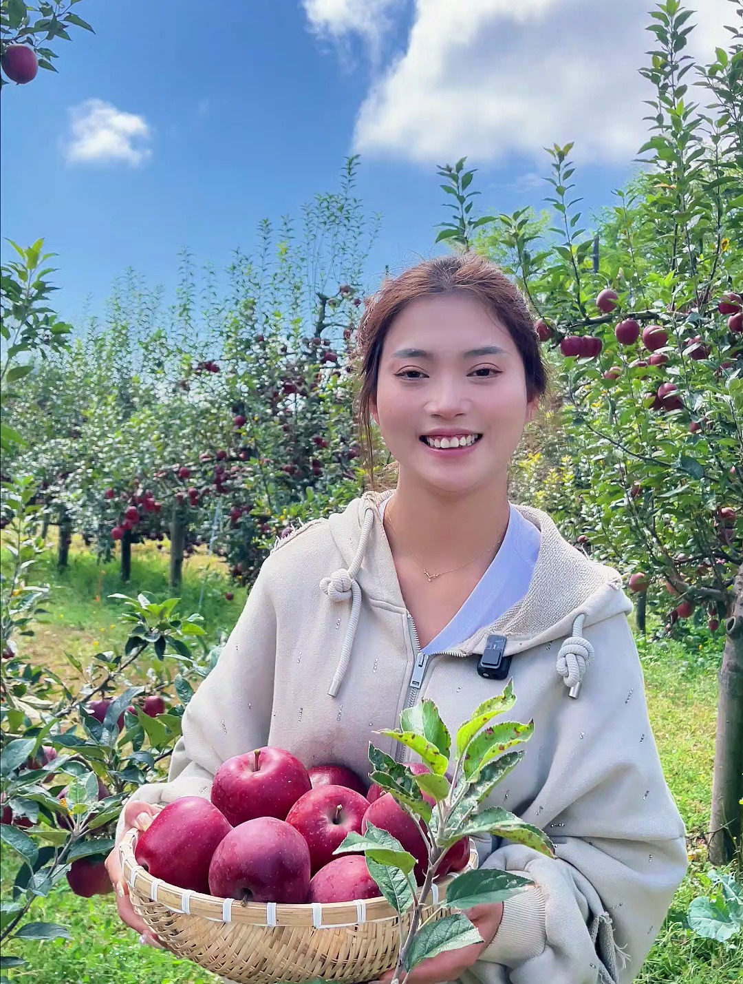 你知道这是什么品种的苹果吗