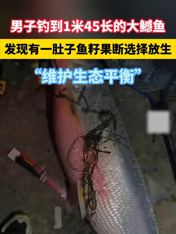 男子钓到1米45长的大鳡鱼,发现有一肚子鱼籽果断选择放生