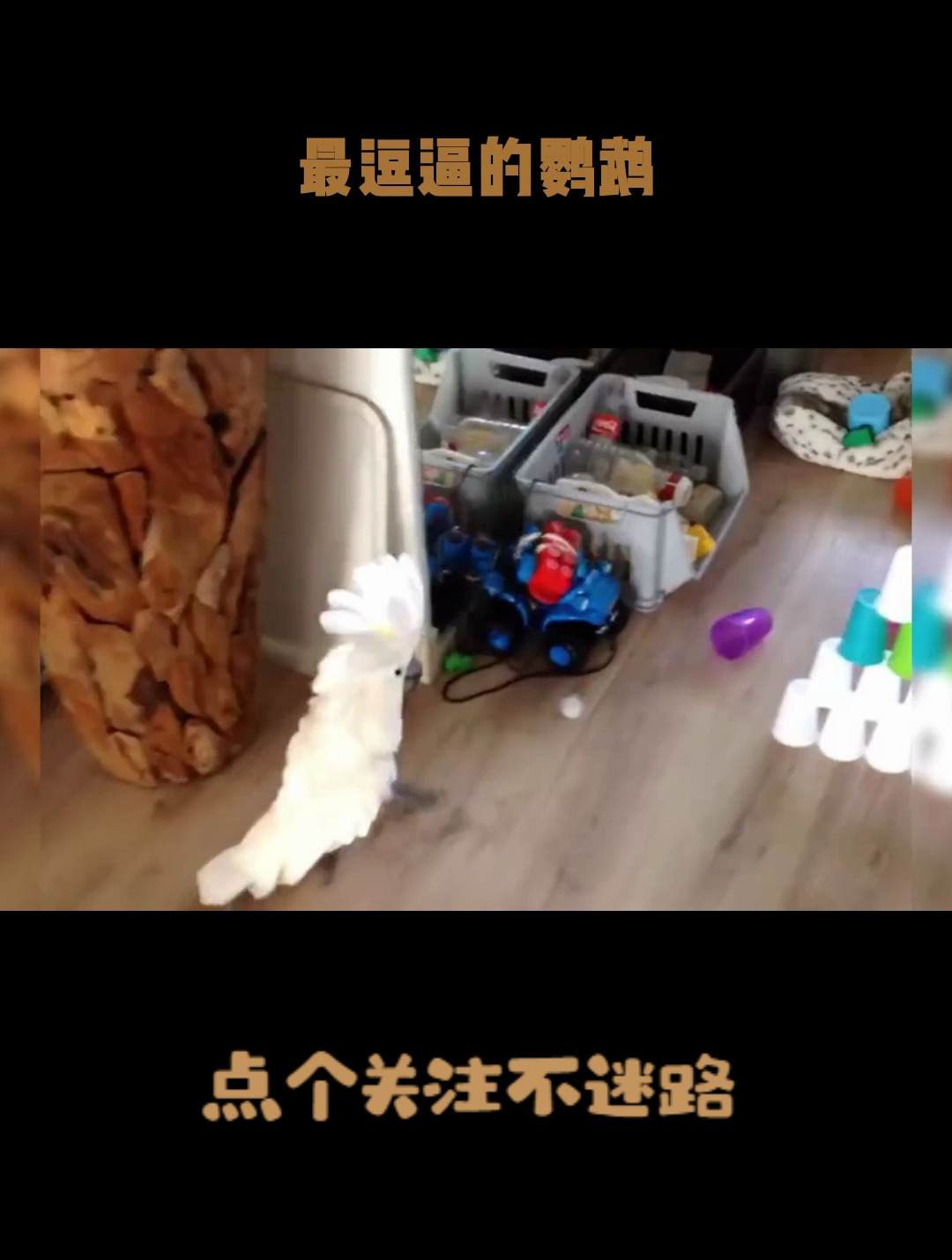 最逗逼的鹦鹉,可能不知道它的名字,但这货的搞笑视频你一定见过