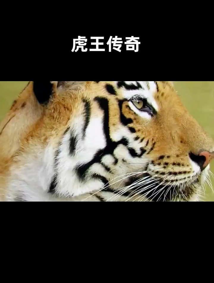 动物世界:老虎大战野熊,单挑鳄鱼,不愧是百兽之王