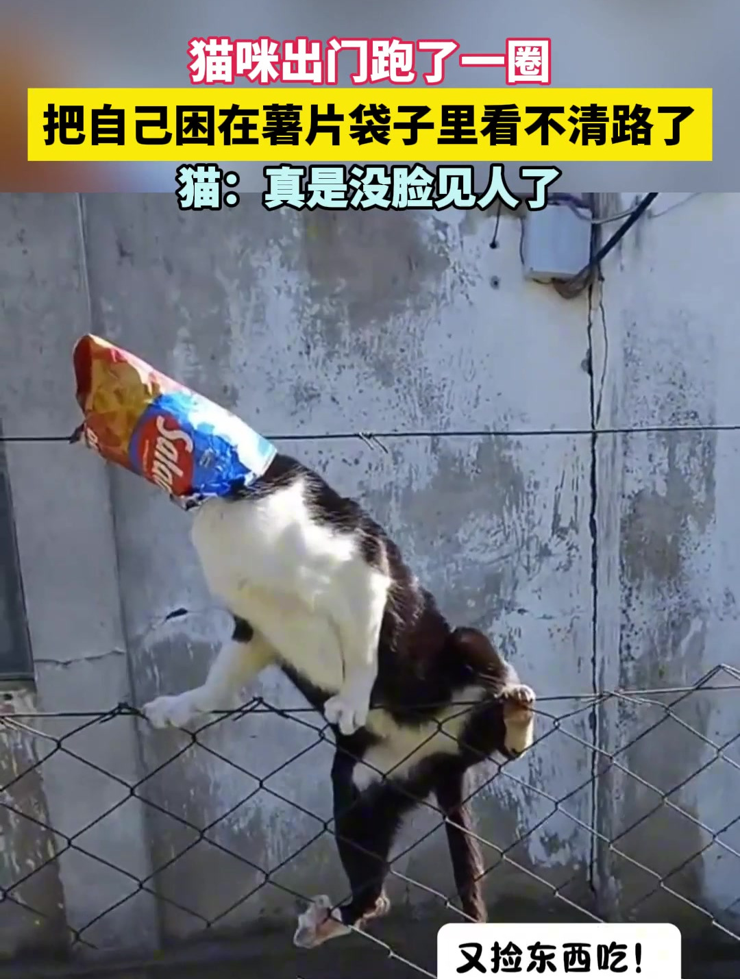 猫咪出门跑了一圈 把自己困在薯片袋子里看不清路了 猫:真是没脸见人了