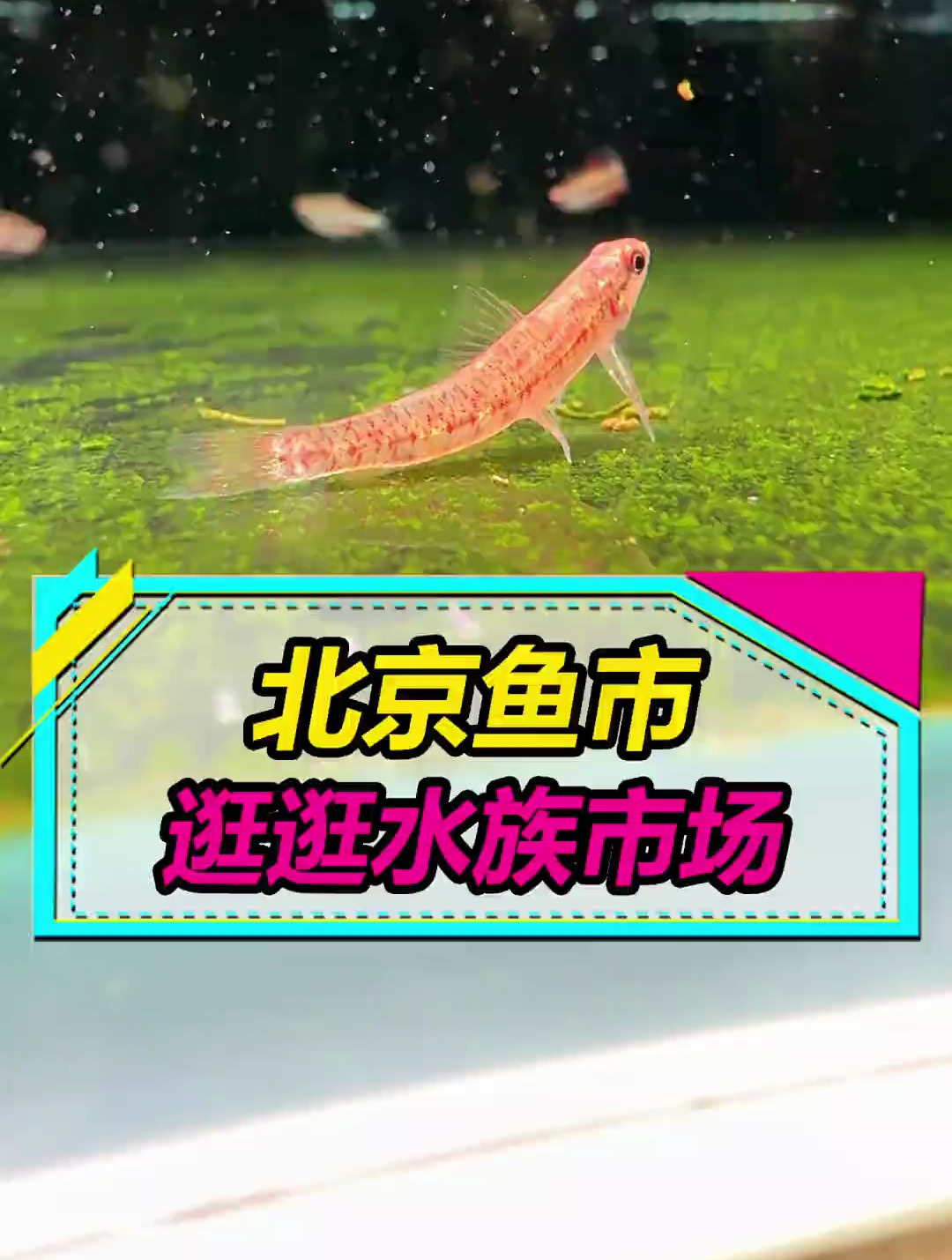 一起逛逛北京水族市场,有专业鱼店、大众鱼店和新手快乐店~