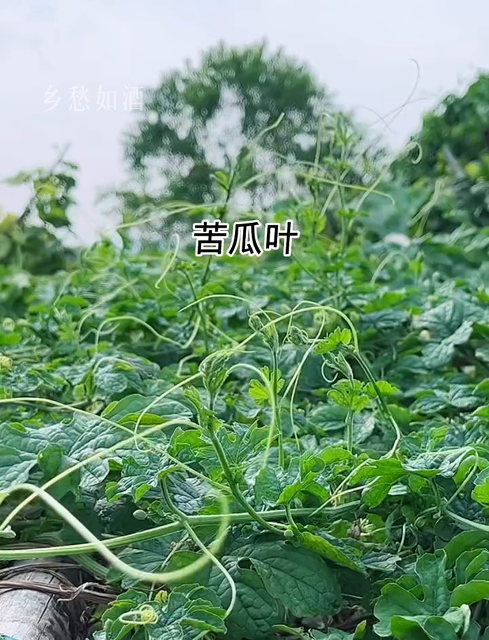 苦瓜叶子比苦瓜本身更棒,你知道吗?