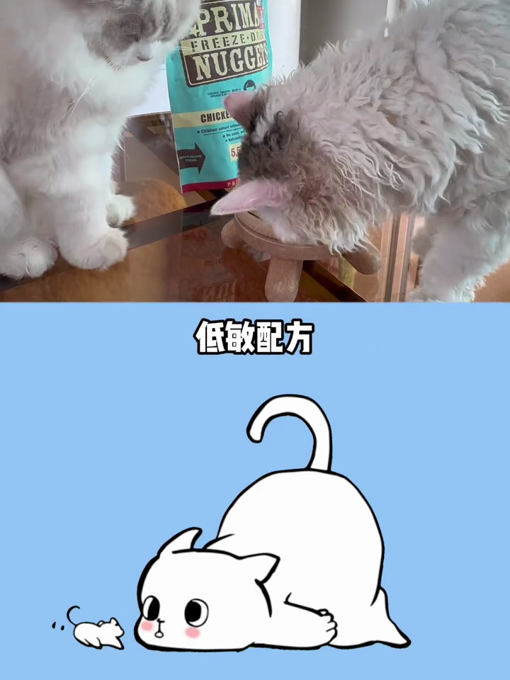 猫咪吃冻干生骨肉的好处有哪些你都知道吗