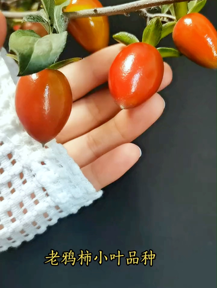 老鸦柿‘梦美月’品种!正在转色,这样的柿子您喜欢吗?