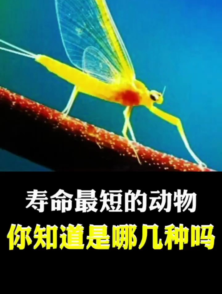 动物寿命最短的动物,你知道是哪几种吗?