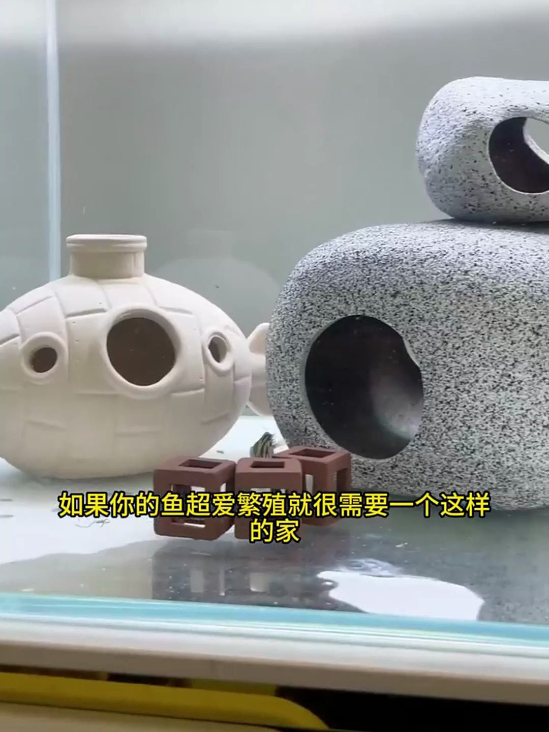 你知道鱼缸躲避屋吗?非常有必要!