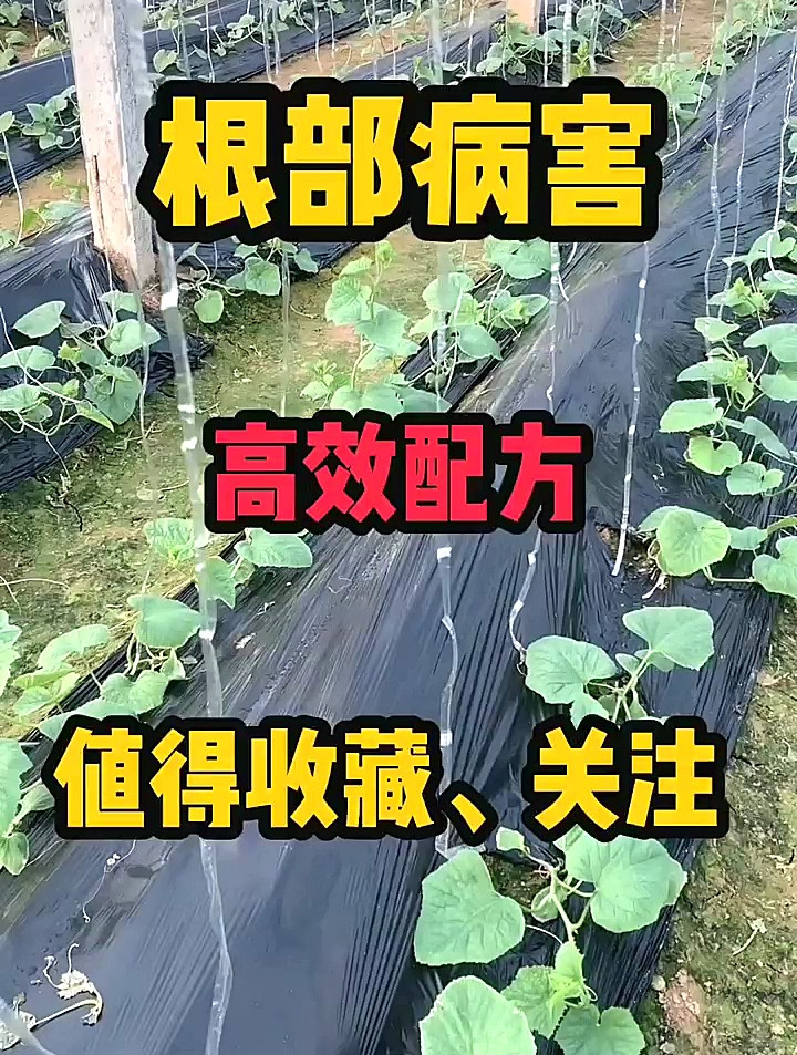 蔬菜病虫害防治技术,植物根部病害高效配方