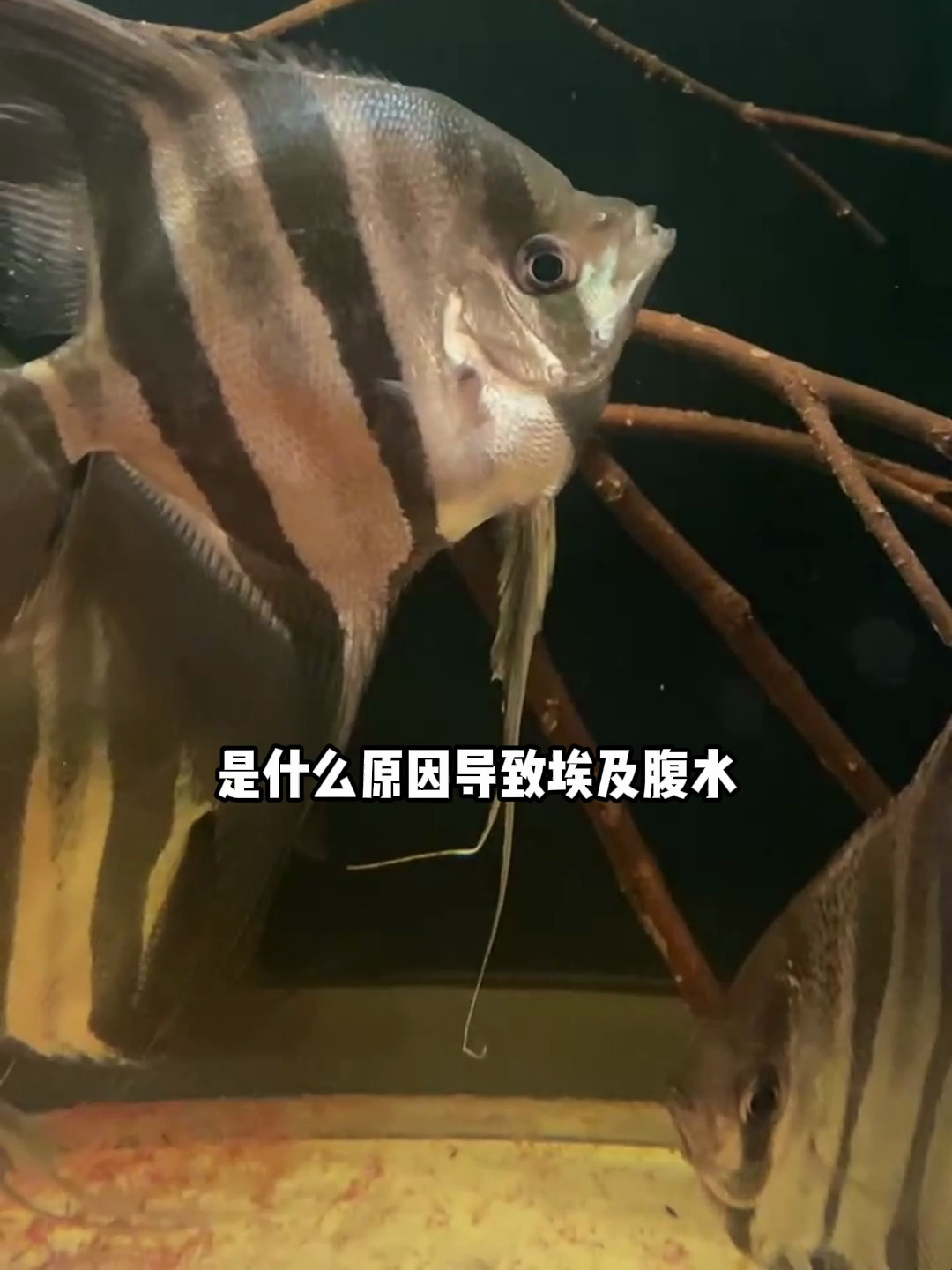 埃及神仙鱼腹水怎么预防?