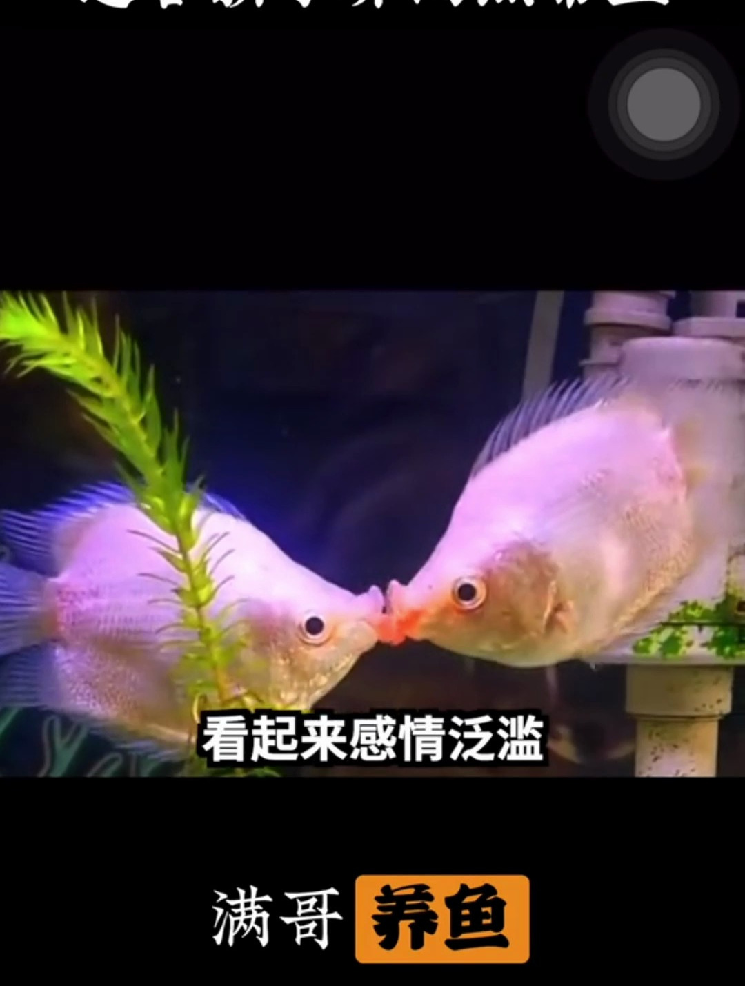 适合新手养的五种热带鱼