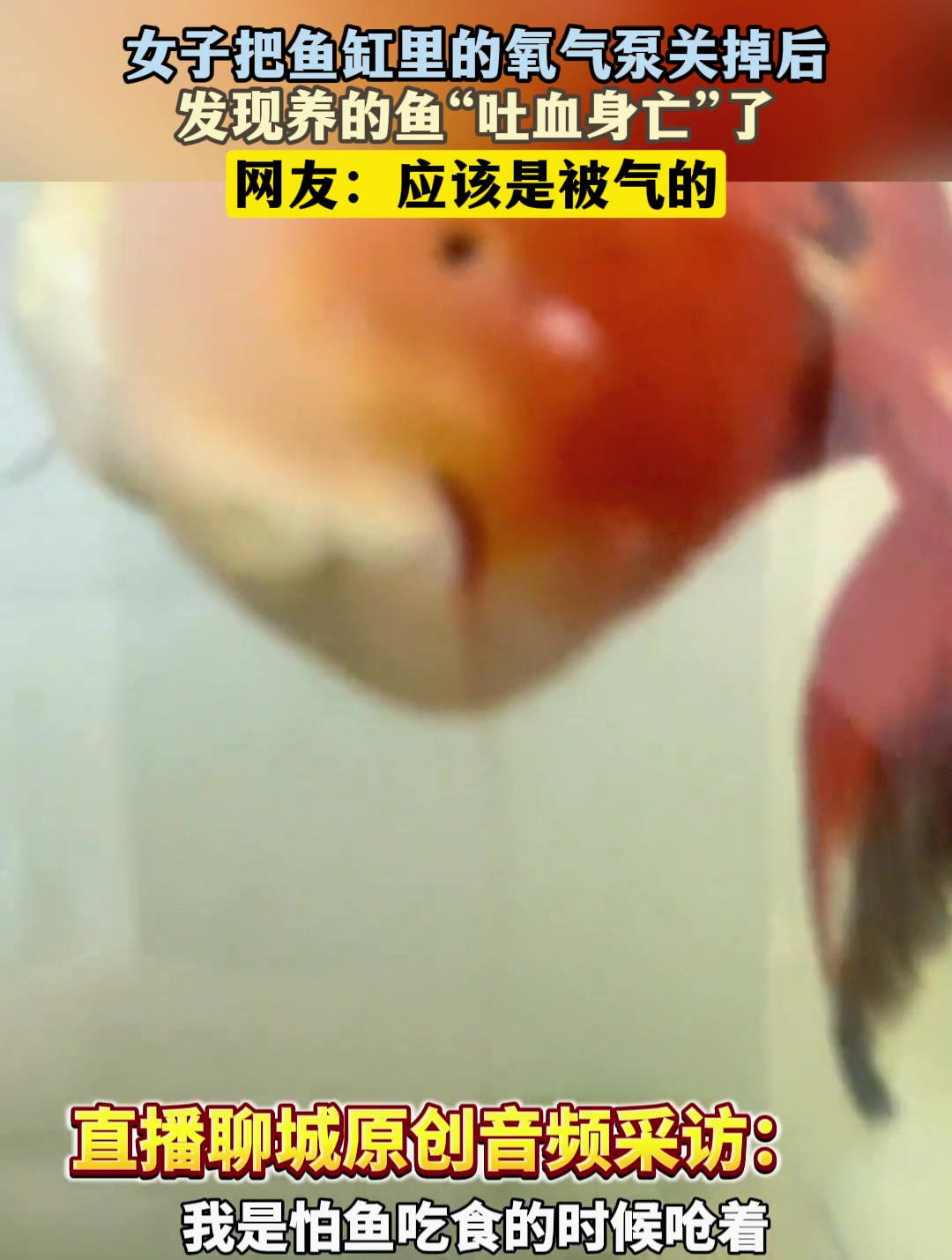 女子把鱼缸里的氧气泵关掉后,发现养的鱼“吐血身亡”了