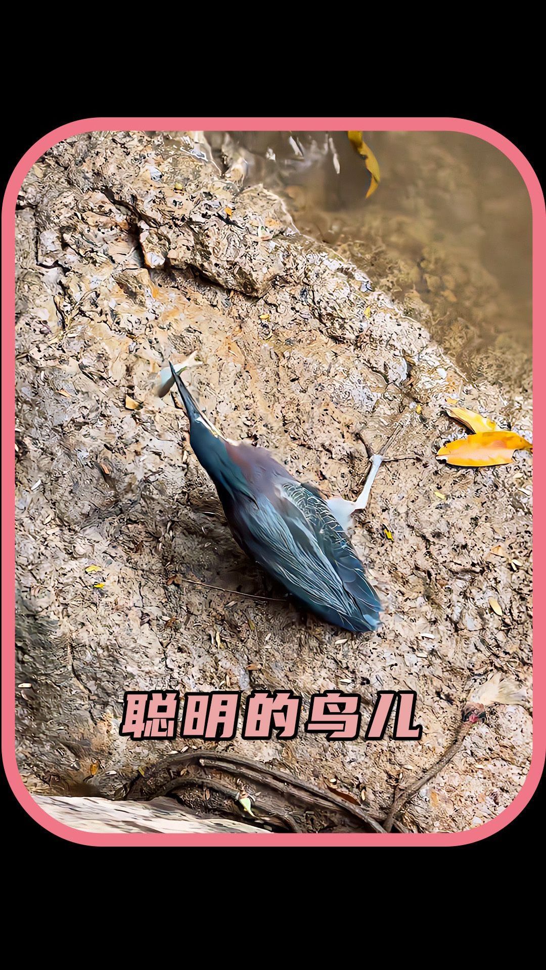 世界上最聪明的鸟儿,竟然在河边钓鱼吃