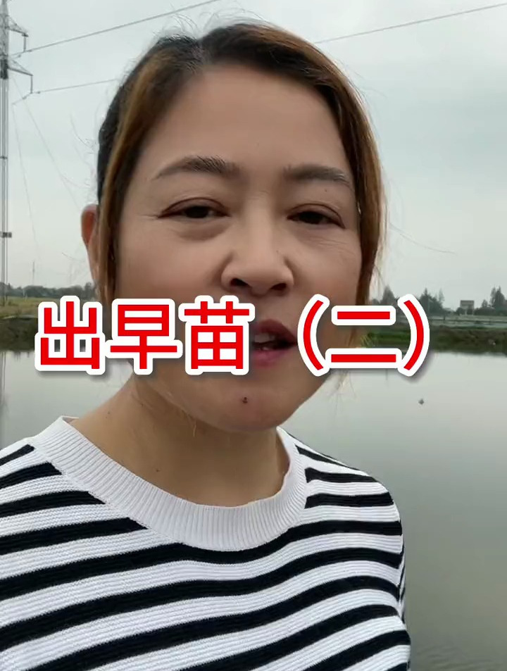 小龙虾养殖技术:圆梗打苞的时候再考虑补种苗