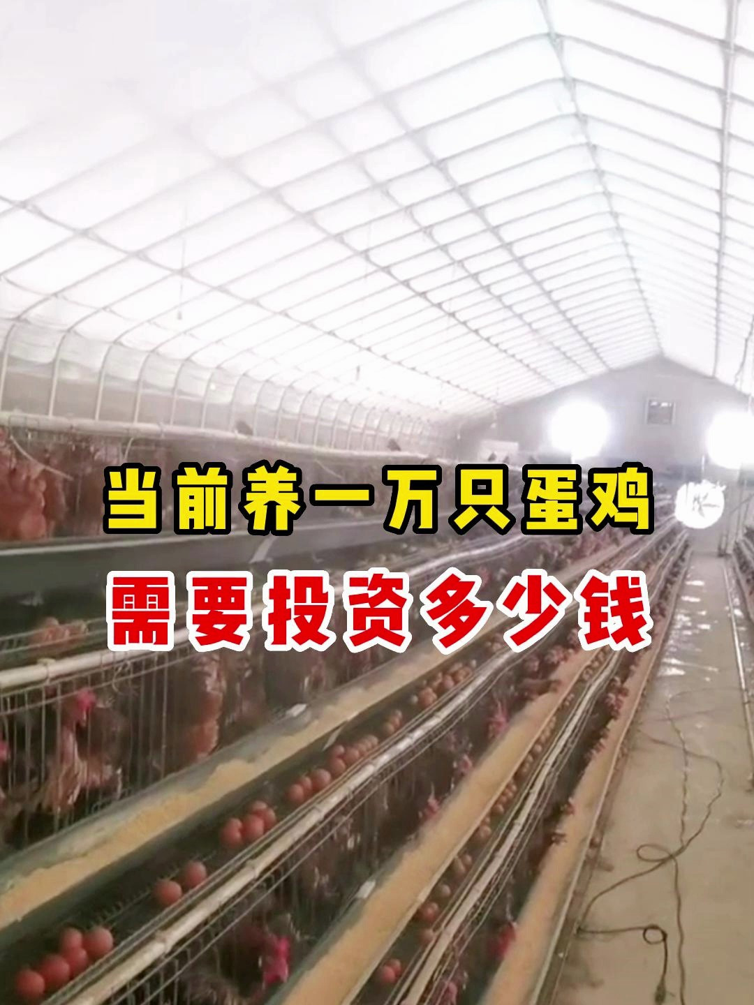 告诉你当前养一万只蛋鸡,需要投资多少钱!