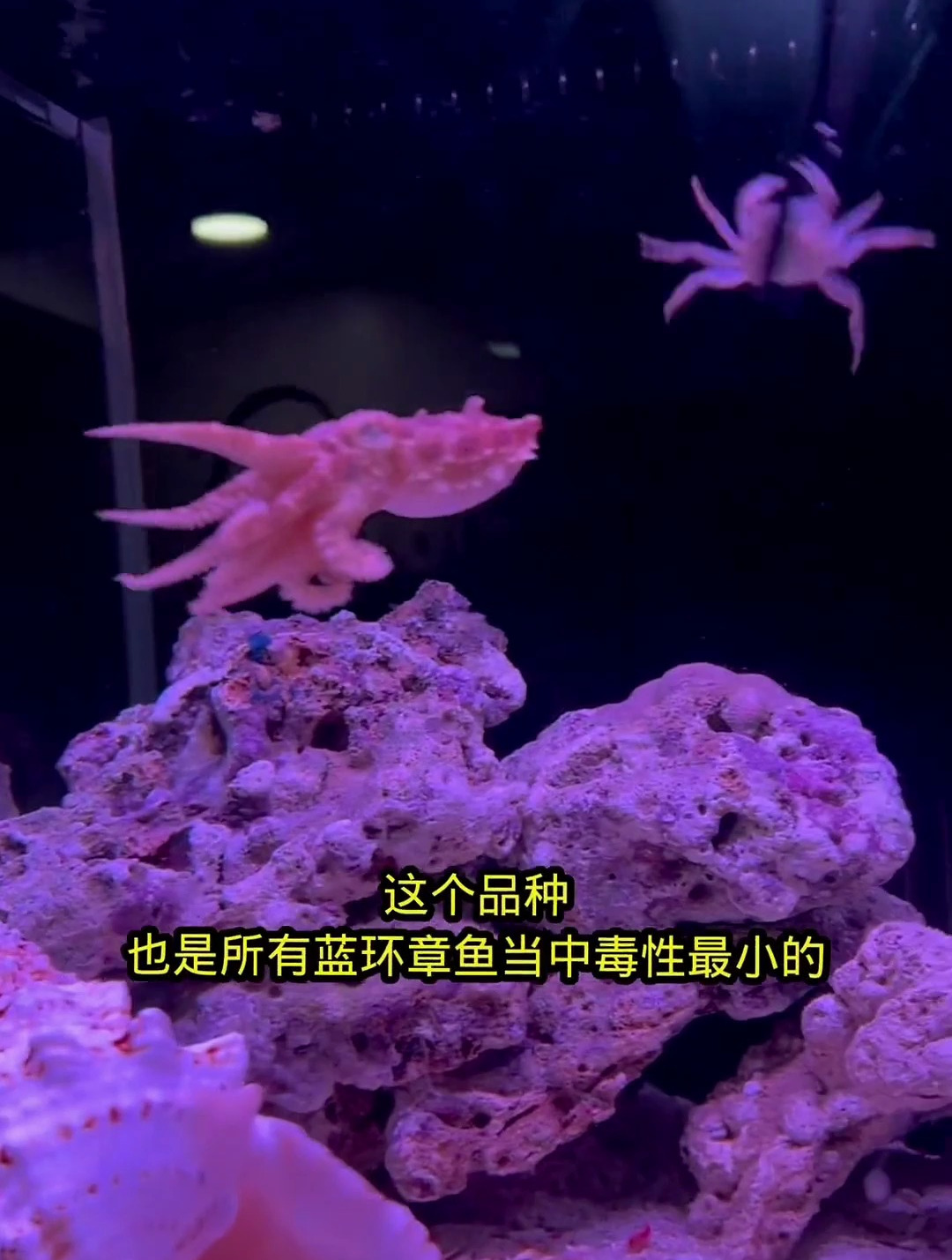 蓝环章鱼到底有多毒哪个品种最毒没想到我也有机会做一期科普