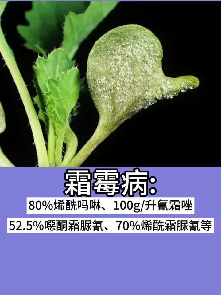 油菜病虫害防治方案,油菜种植管理