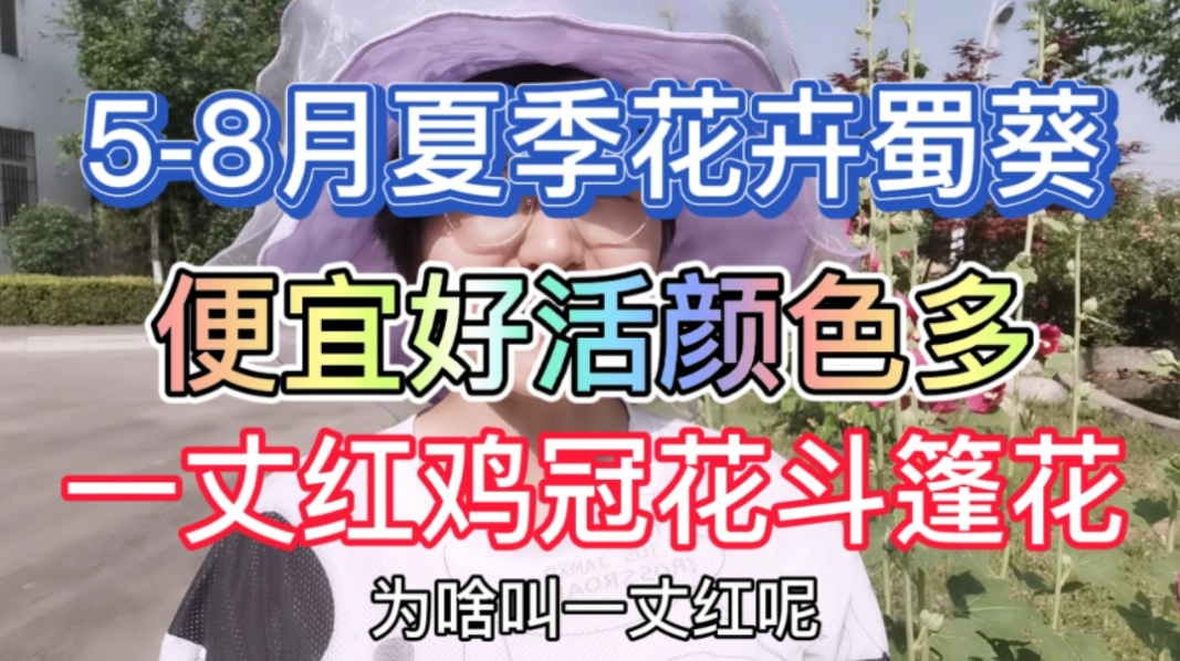 夏季花卉蜀葵一丈红鸡冠花,高达2米颜色多,便宜好活生根能力强