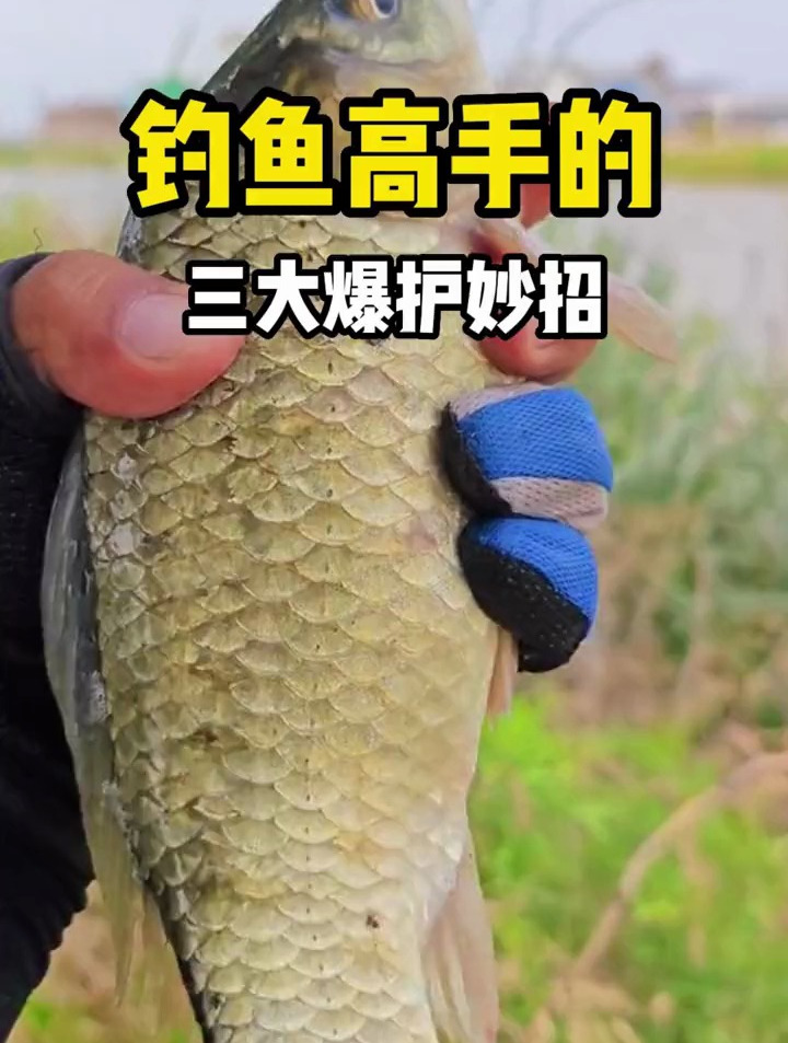 野钓大鲤鱼,记住这3个爆护秘诀,大鲤鱼排着队进窝!