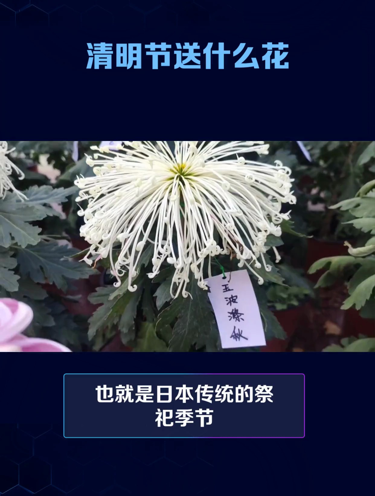 清明节送什么花好?清明节送花送什么花