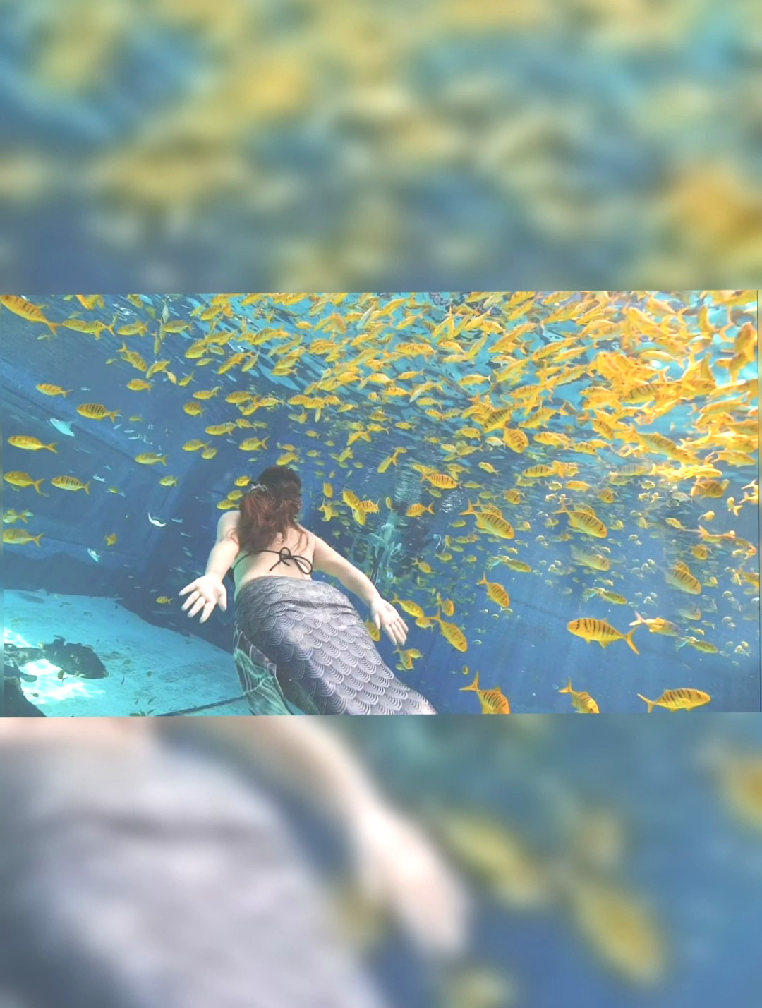 潜羽美人鱼……