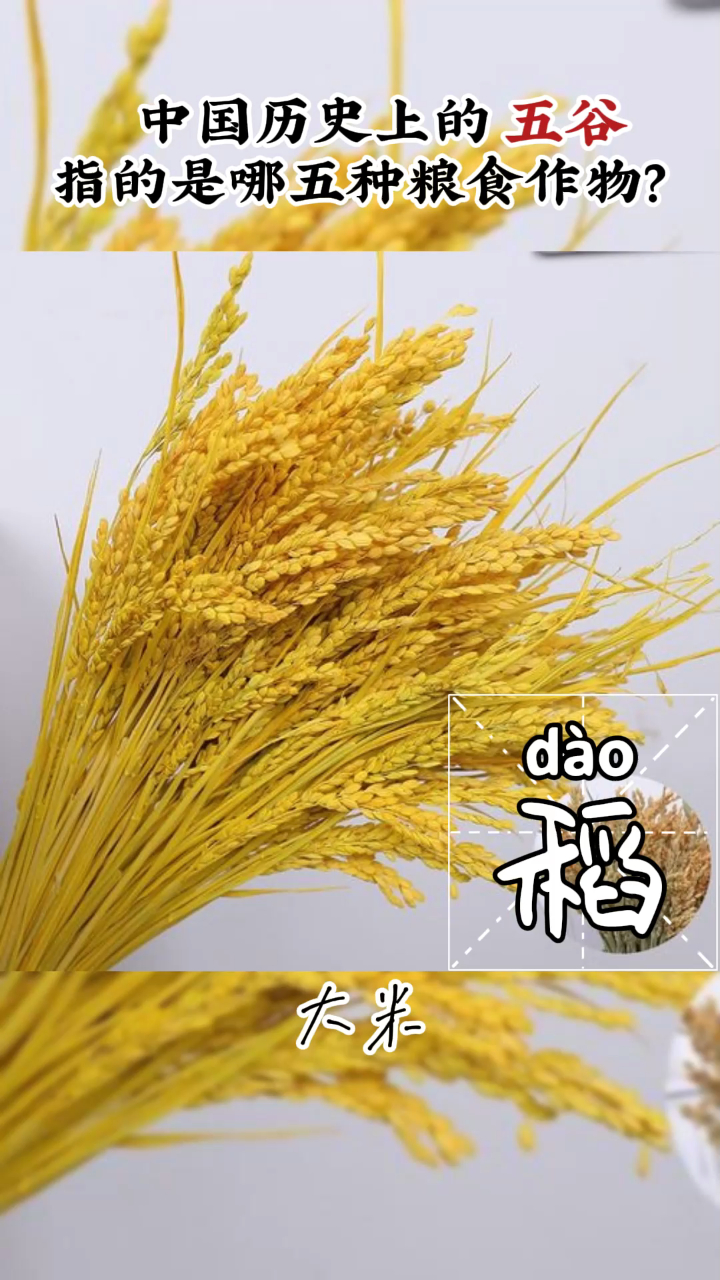 五谷丰登,五谷是指哪五谷呢?每个孩子应该学会认识粮食!