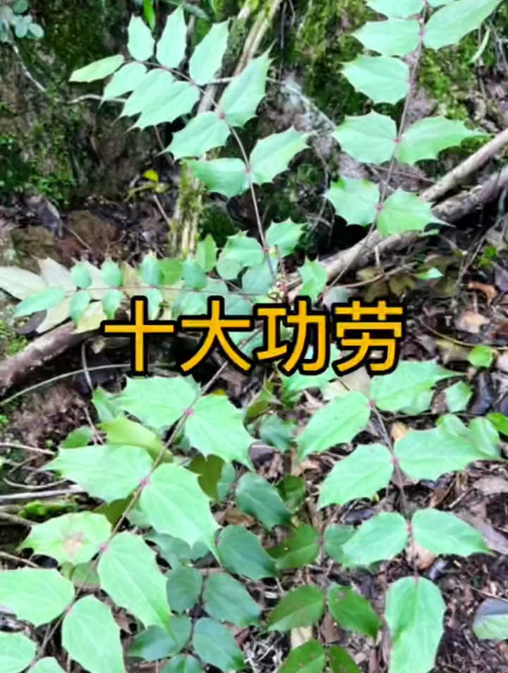 传说中的:十大功劳,终于被我找到了,根部金黄金黄的。中草药