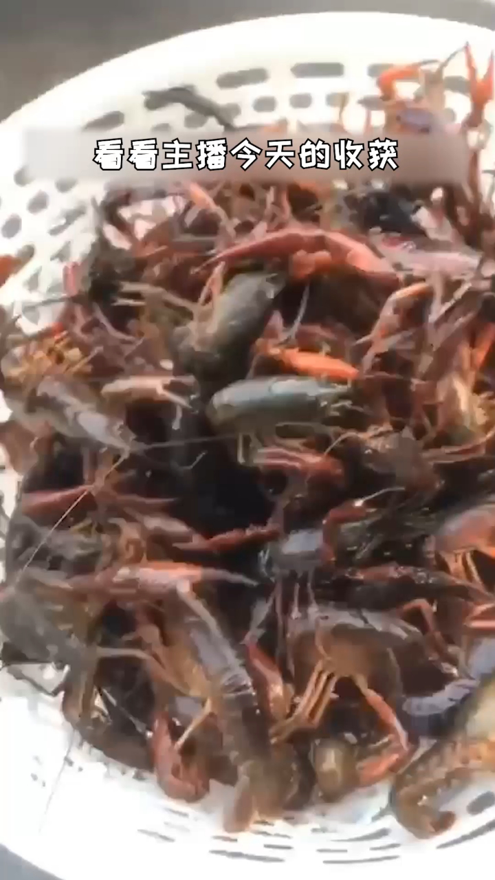 兄弟们,来我这里看看刚抓的活的小龙虾!