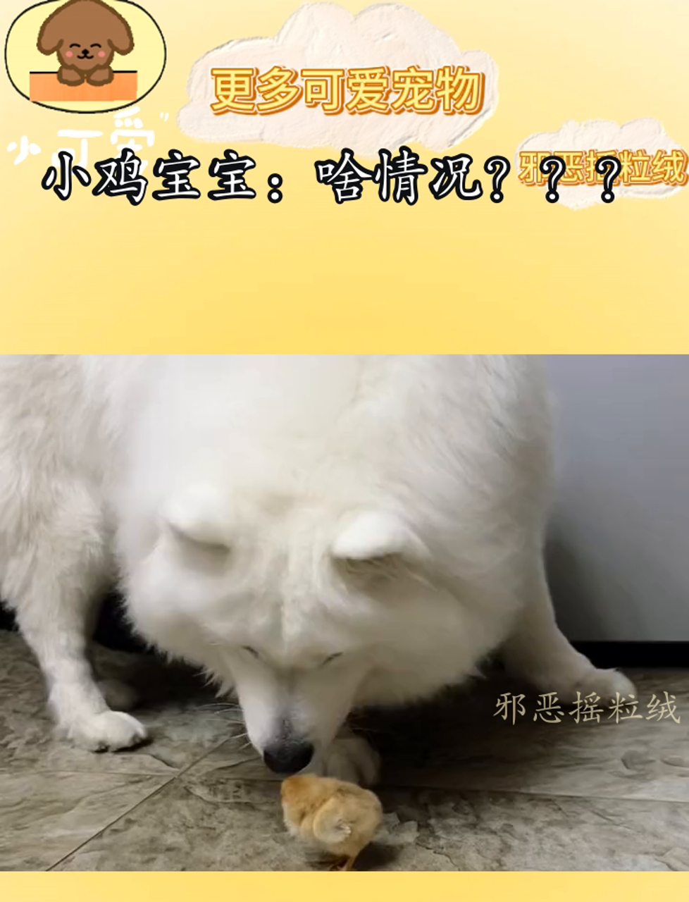 小鸡宝宝:啥情况?