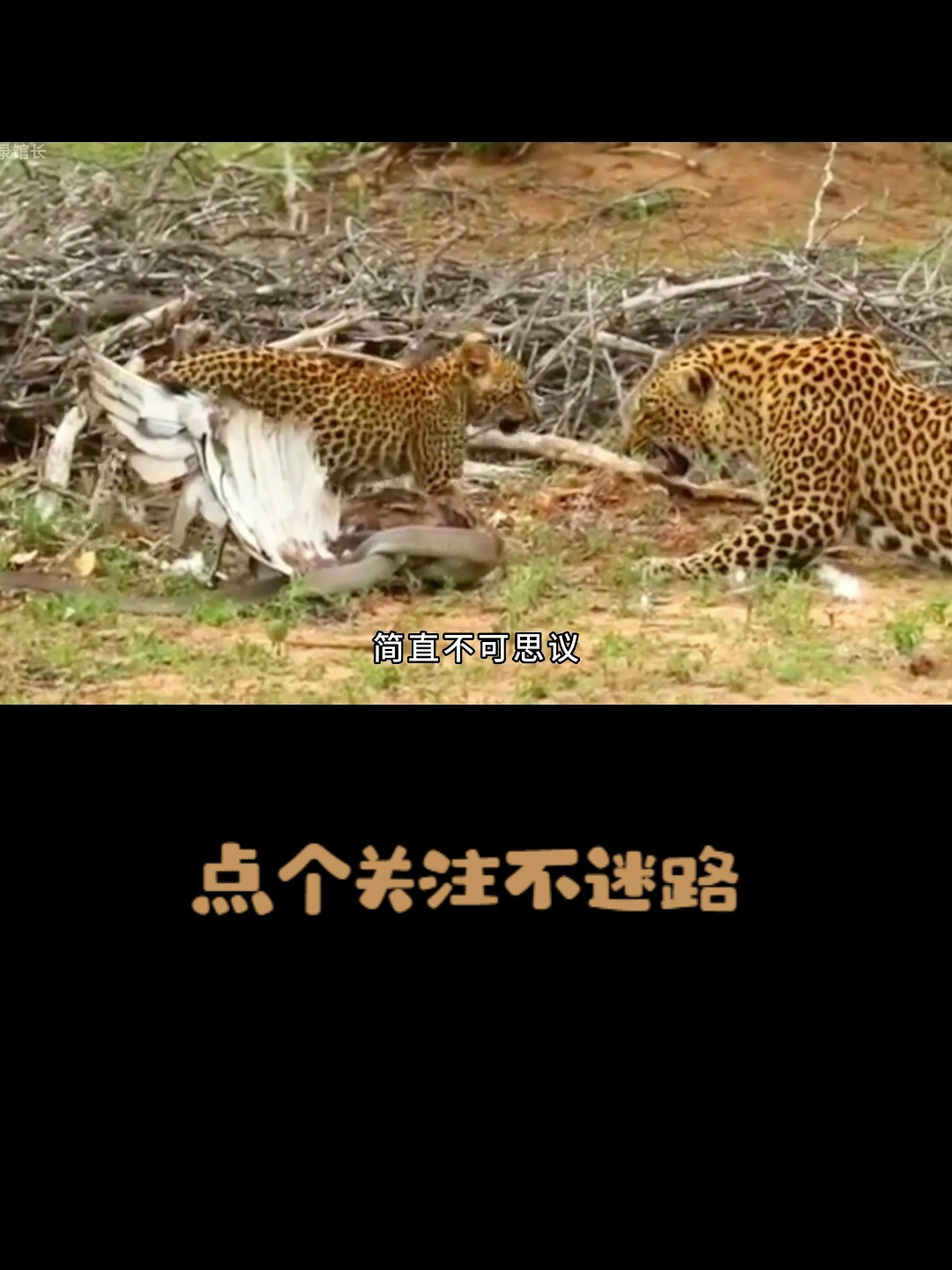 老鹰捕猎遭到花纹鳗反杀,竟被花豹发现,结局会是什么呢